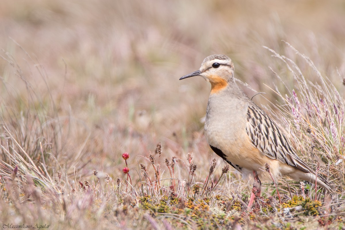 Tawny-throated Dotterel - ML644520044