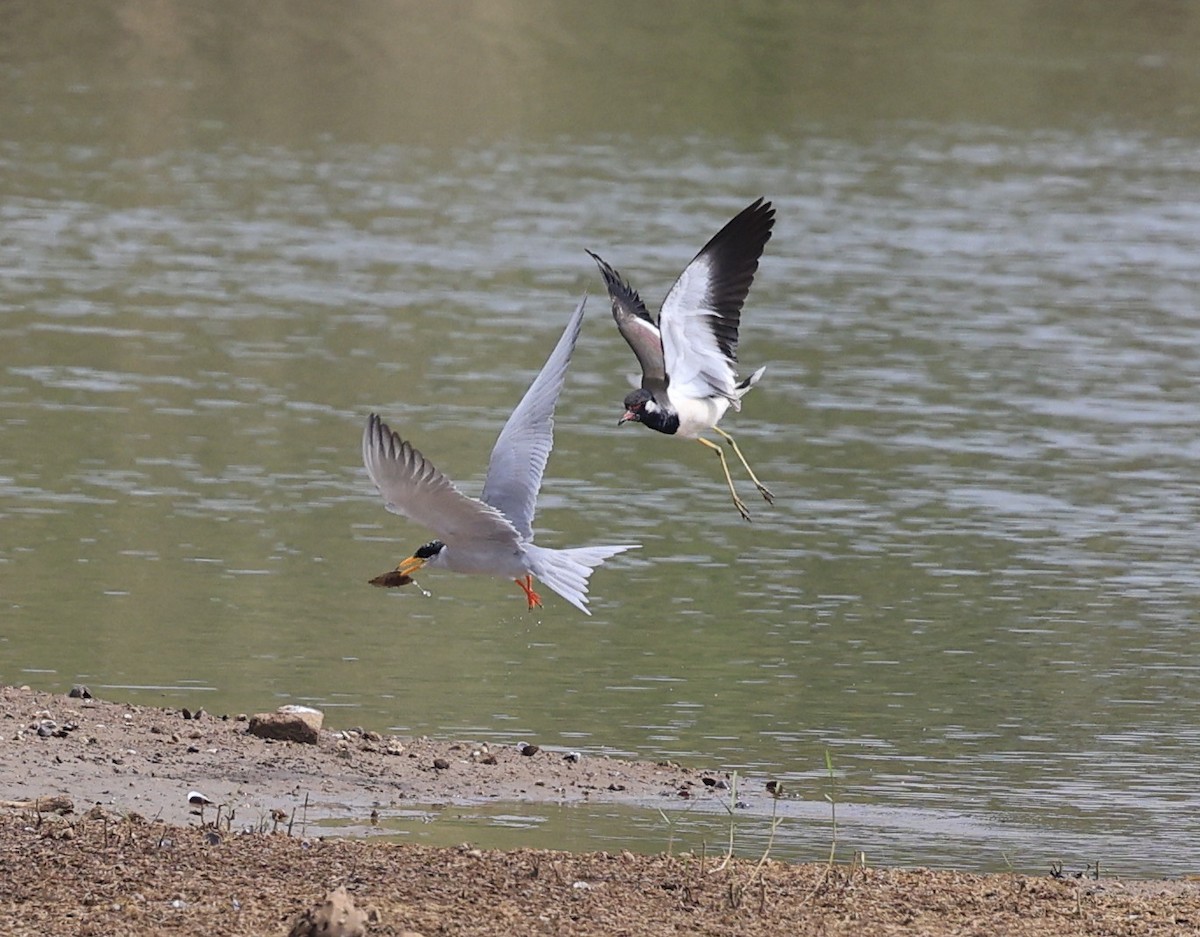 Крячок індійський - ML644520045