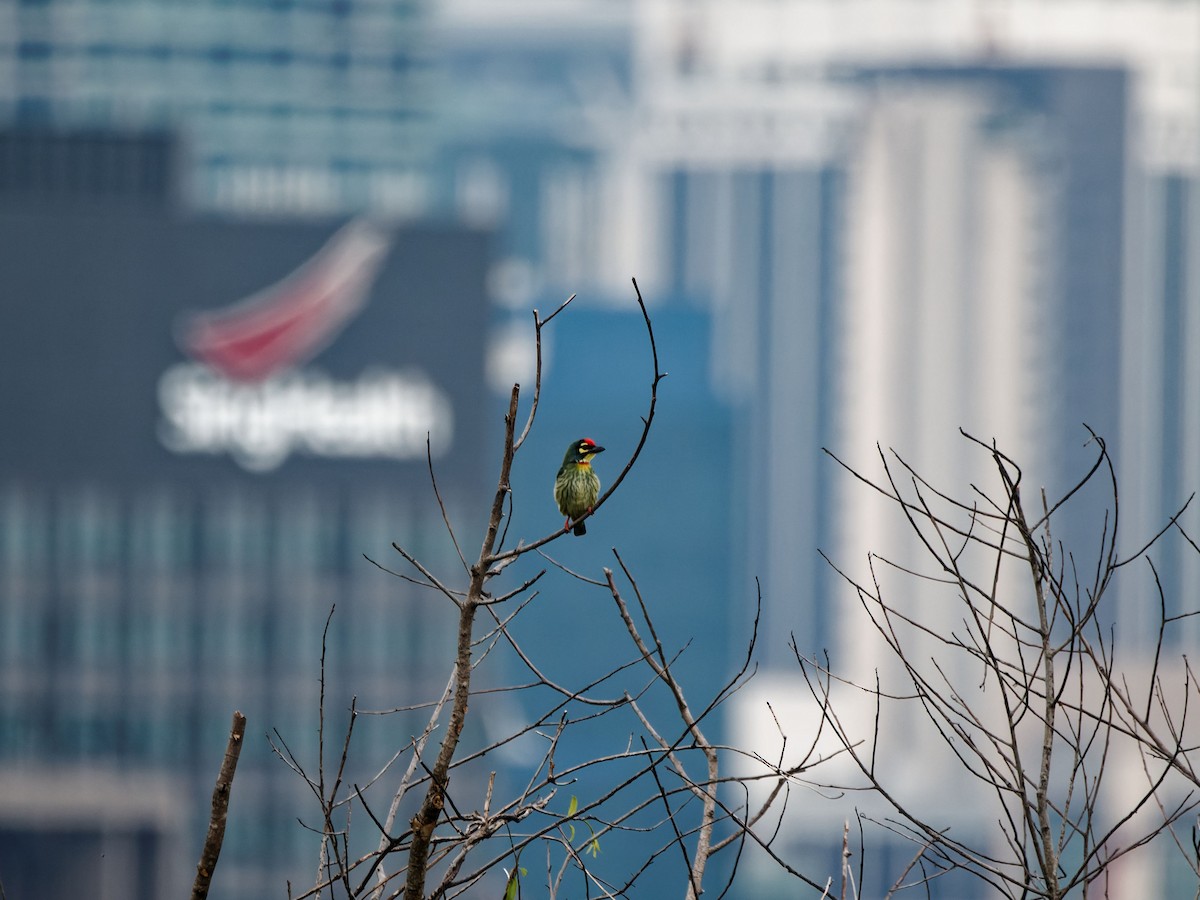 Coppersmith Barbet - ML644520048