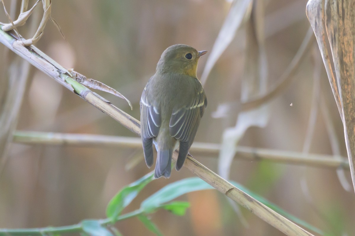 Mugimaki Flycatcher - ML644520049