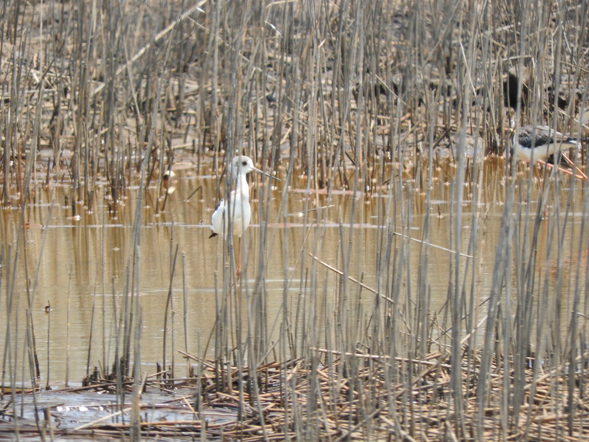 高蹺鴴 - ML644520050