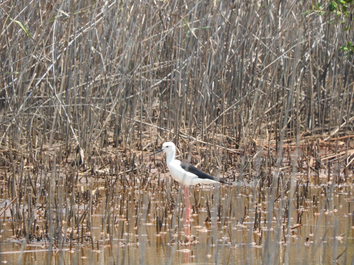 高蹺鴴 - ML644520051