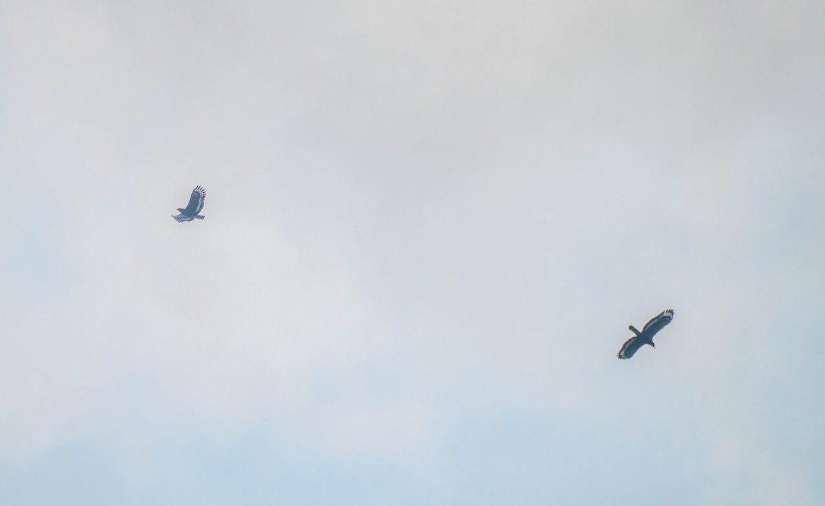 Crested Serpent-Eagle - ML644520052