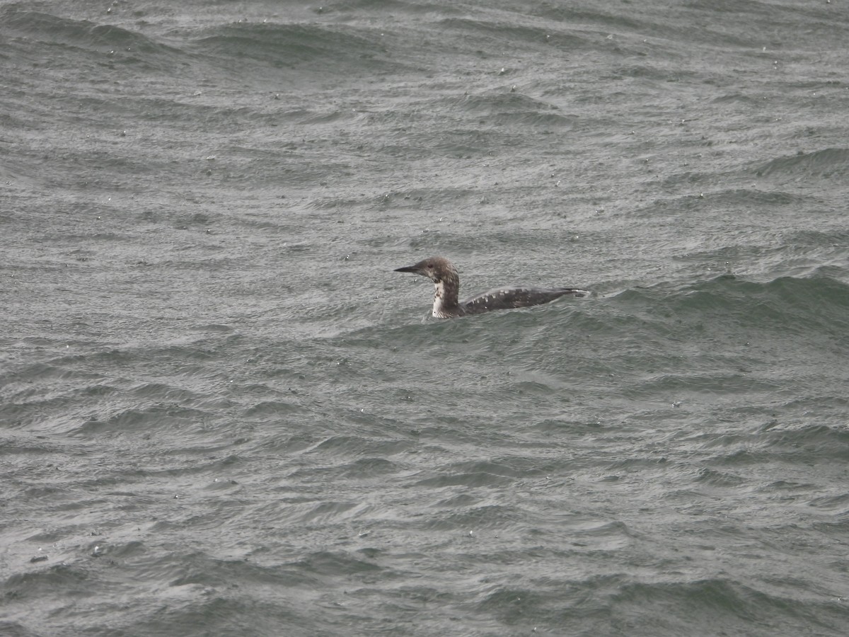Pacific Loon - ML644520070