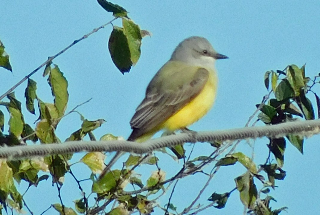 Tyran de l'Ouest - ML644520072