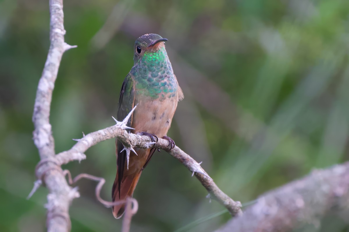 Fahlbauchamazilie - ML644520075