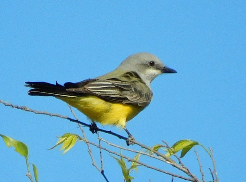 Tyran de l'Ouest - ML644520086