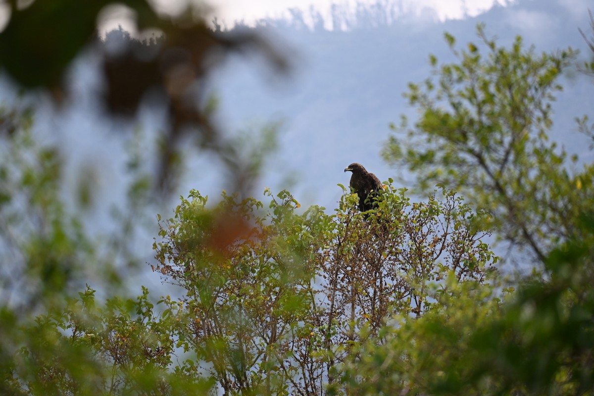 Greater Spotted Eagle - ML644520088