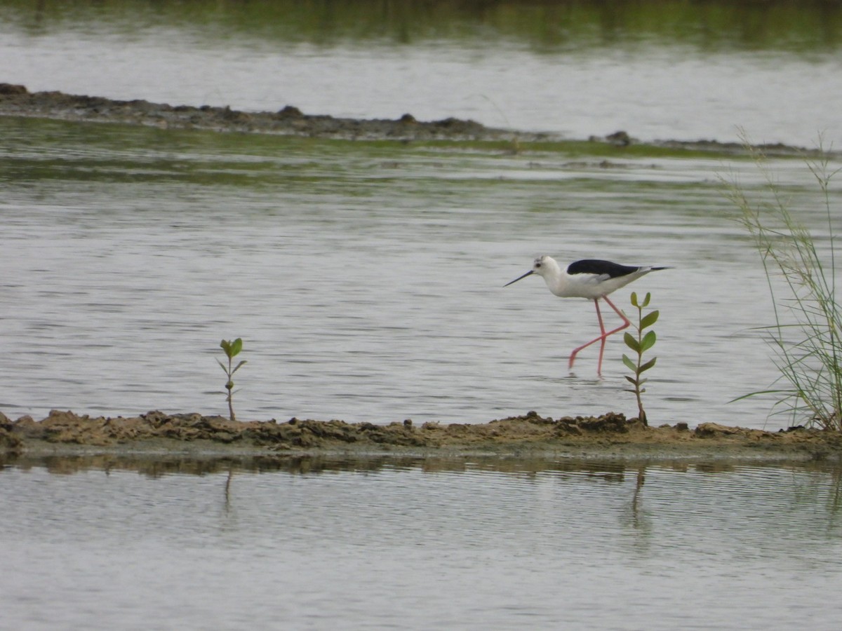 高蹺鴴 - ML644520089