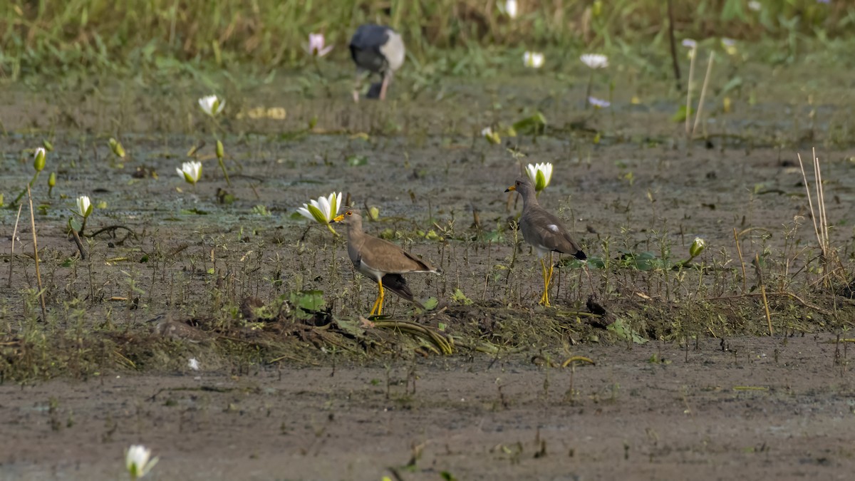 Саарал хавтгаалж - ML644520093