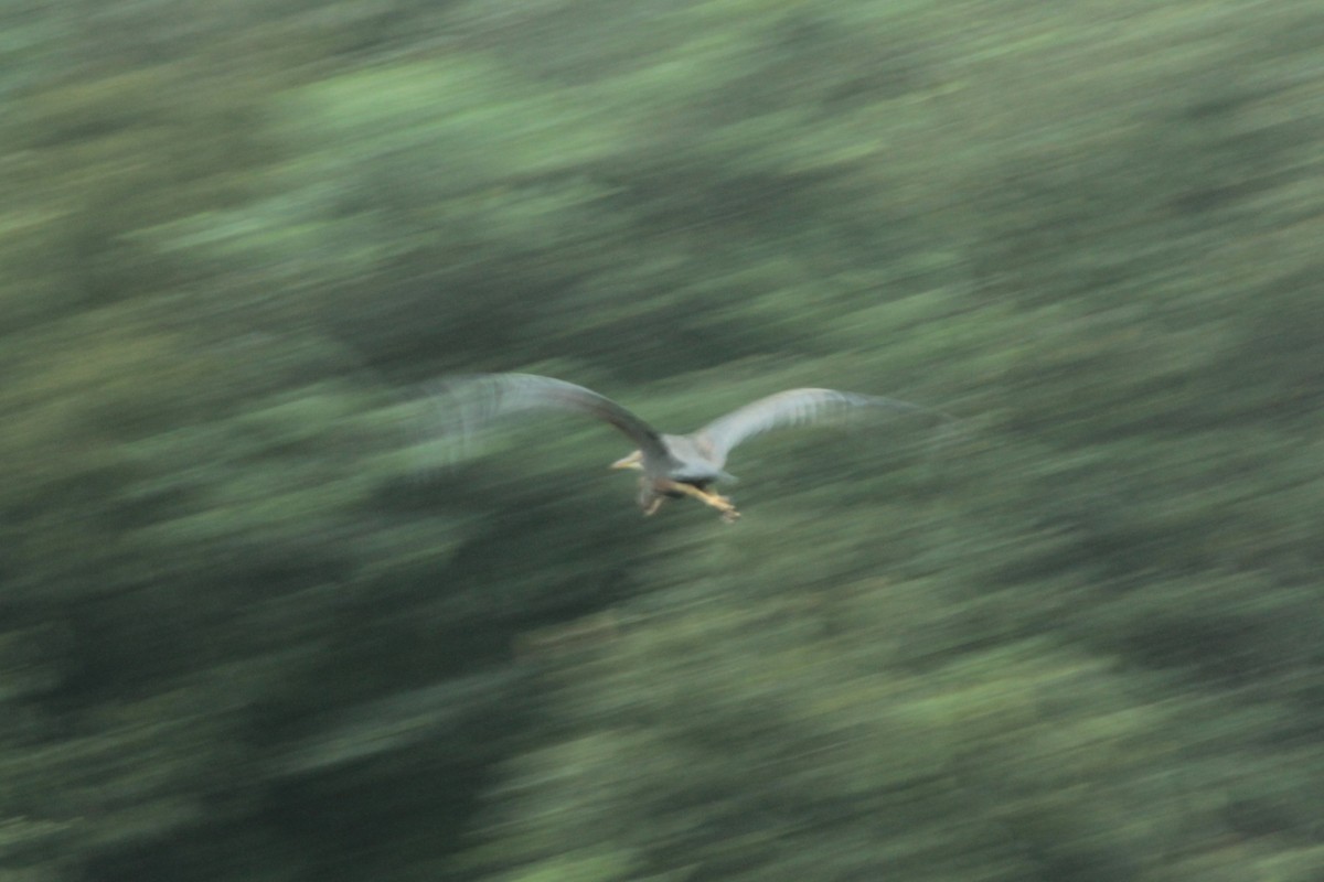 ムラサキサギ - ML644520100