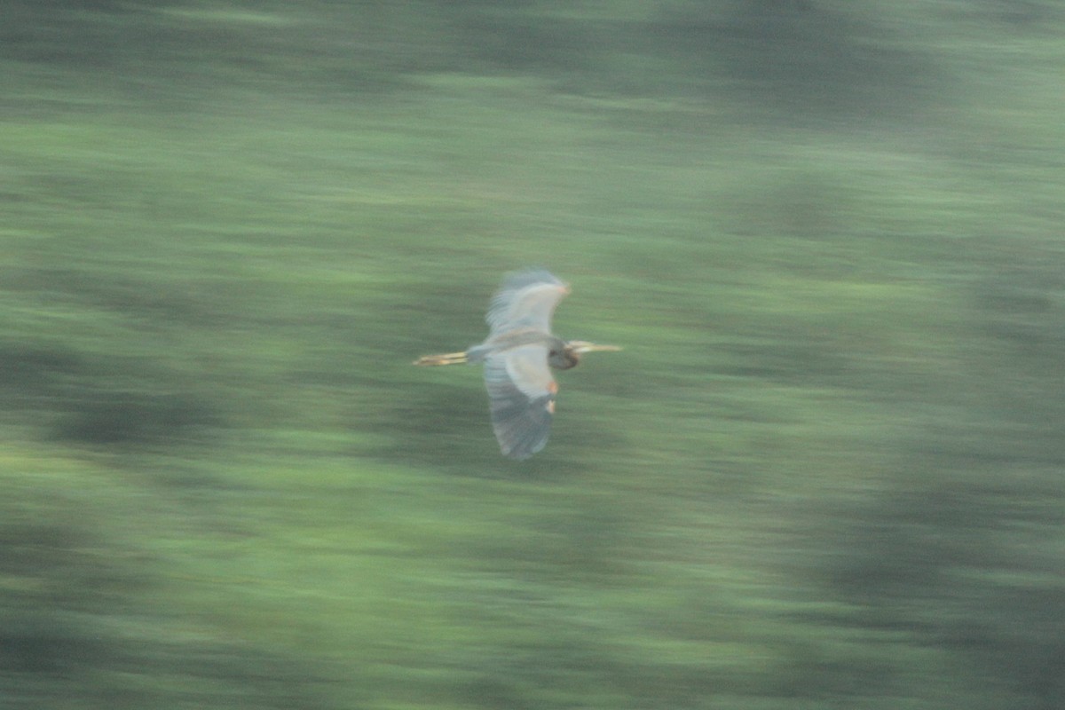 ムラサキサギ - ML644520101