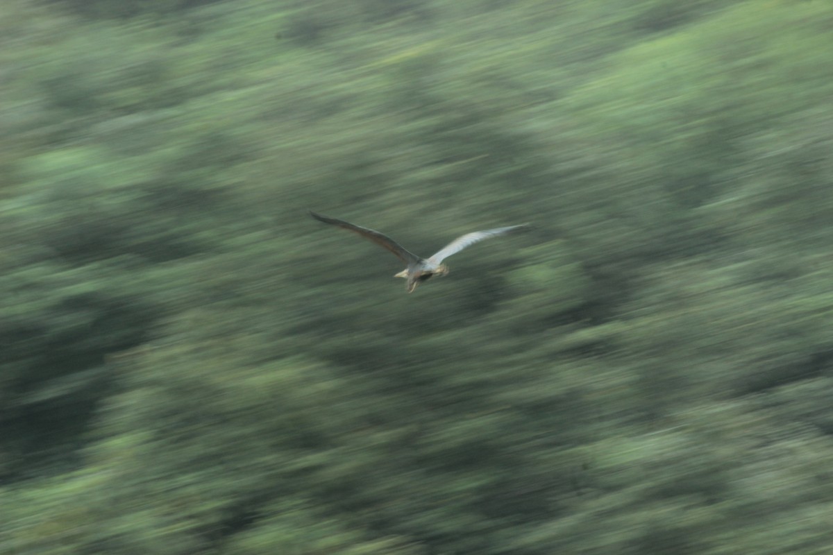 ムラサキサギ - ML644520102