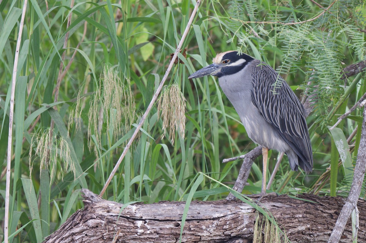 Yellow-crowned Night Heron - ML644520105