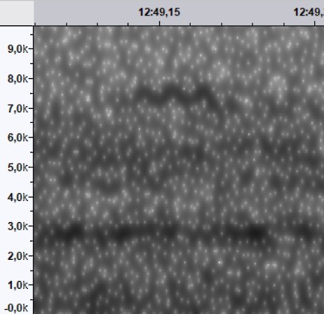passerine sp. - ML644520106