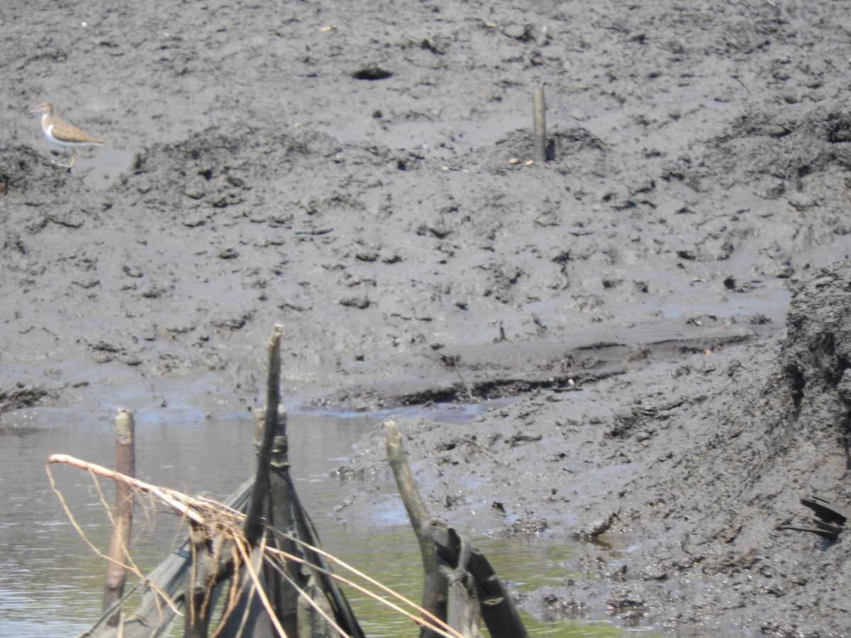 Dere Düdükçünü - ML644520123