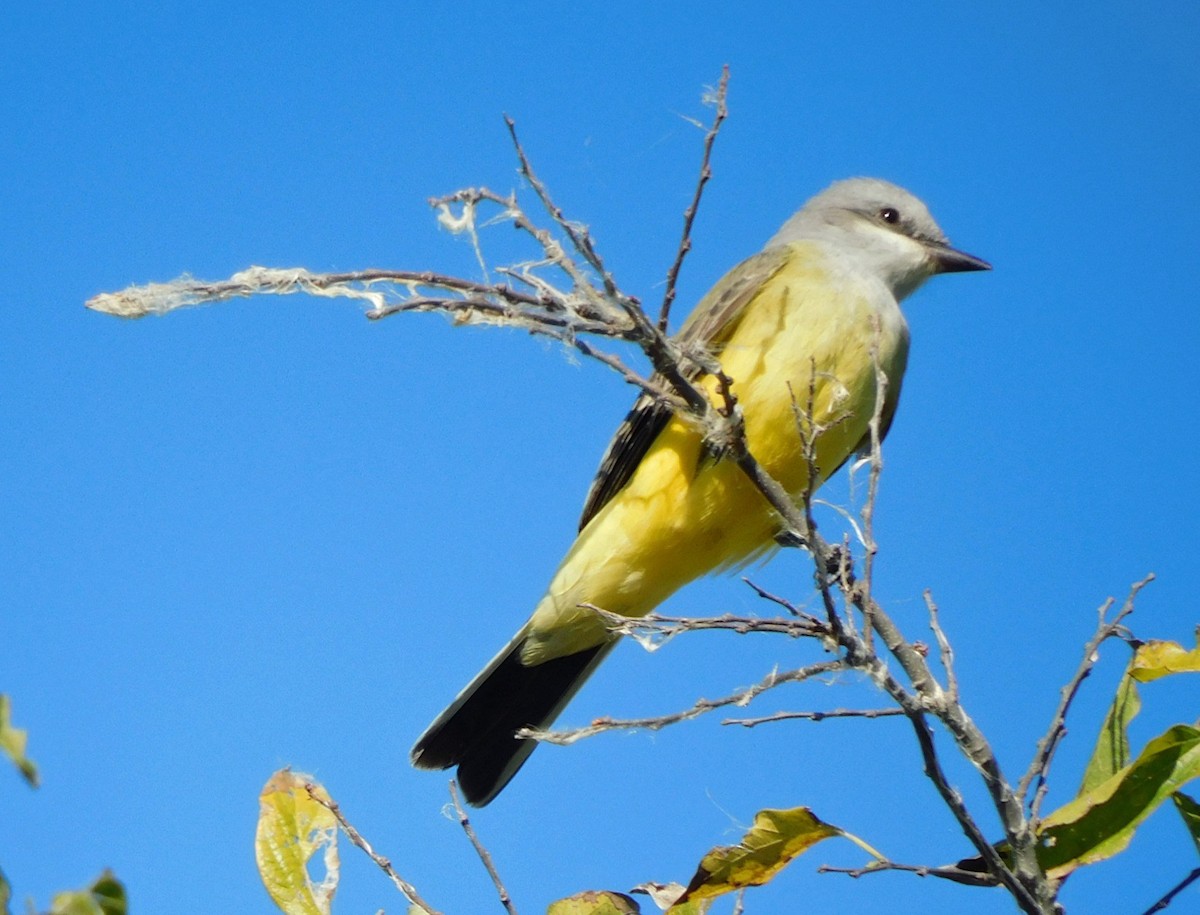 Tyran de l'Ouest - ML644520124