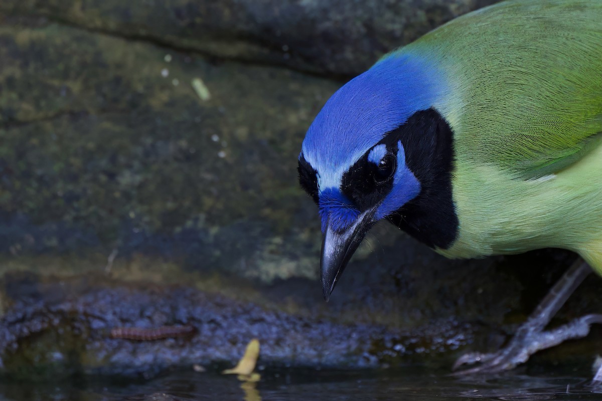 インカサンジャク - ML644520132