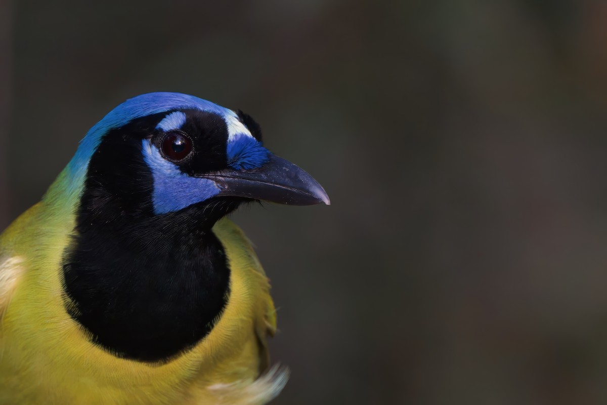 インカサンジャク - ML644520133