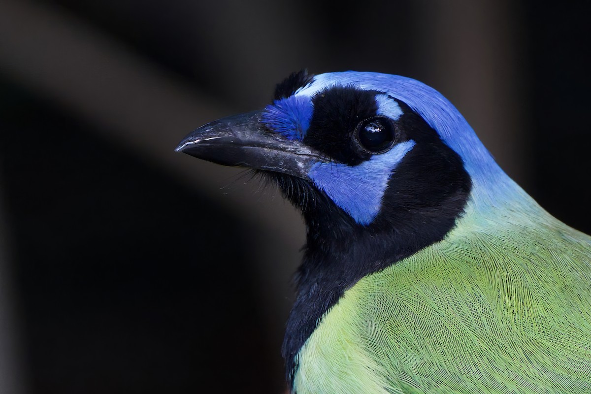 インカサンジャク - ML644520134