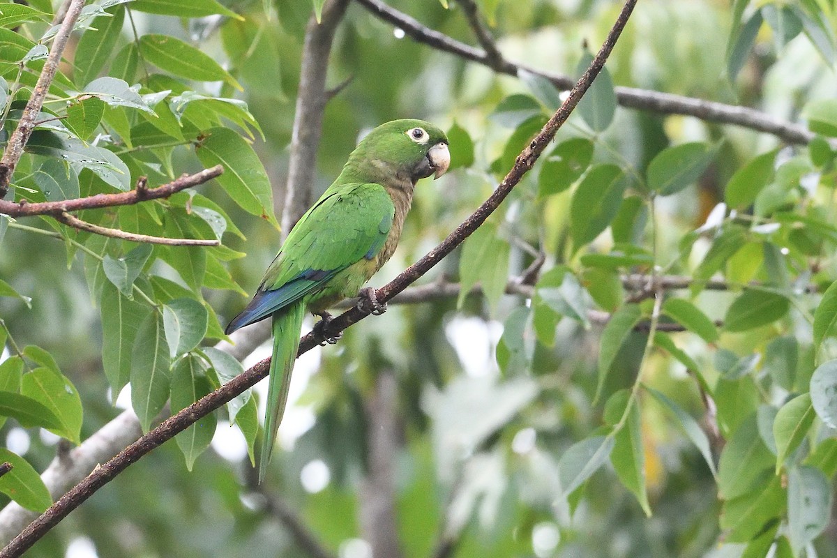 mayaparakitt - ML644520139