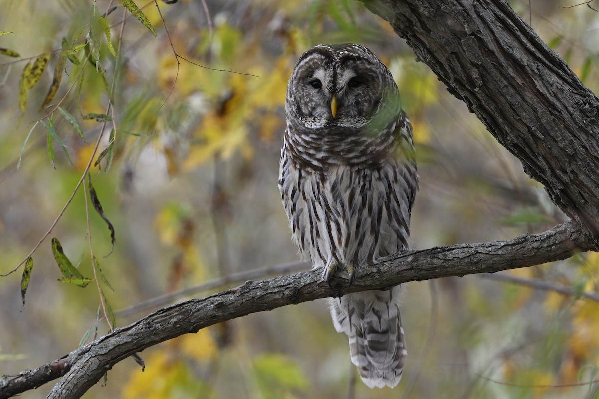 Chouette rayée - ML644520142