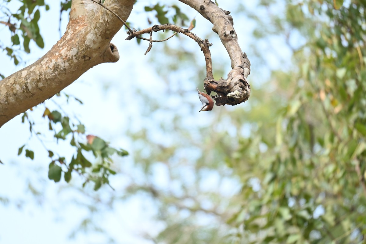 Indian Nuthatch - ML644520150
