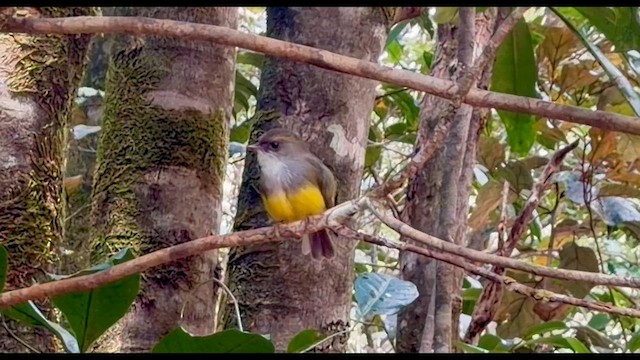 lejsčík žlutobřichý - ML644520153