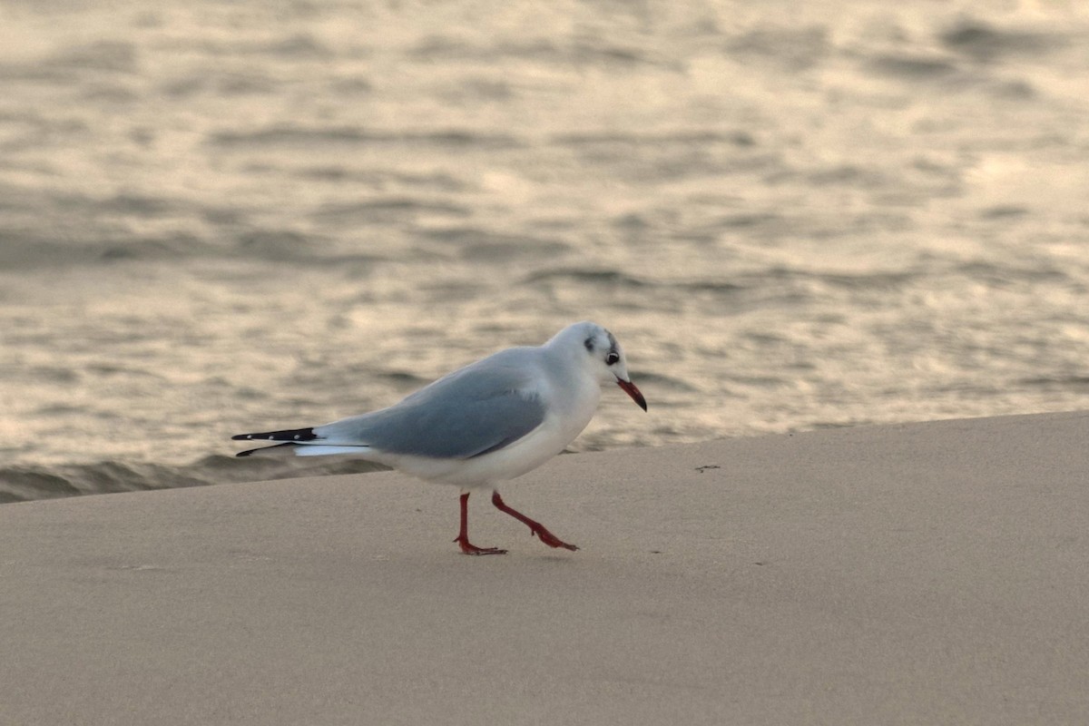 紅嘴鷗 - ML644520156