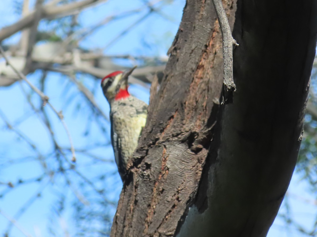 rødnakkesevjespett - ML644520157