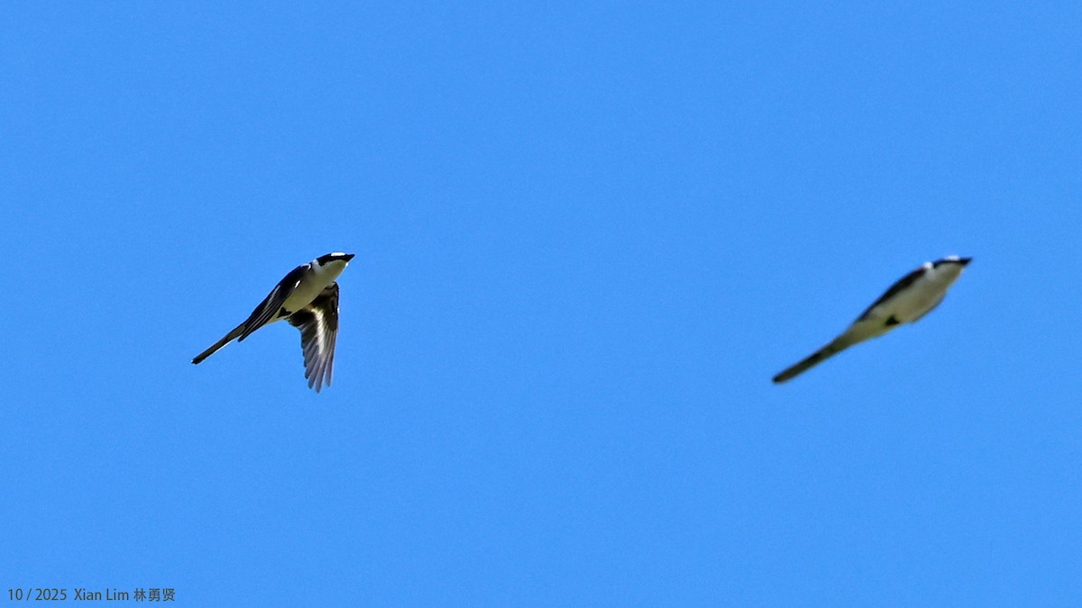 サンショウクイ - ML644520159