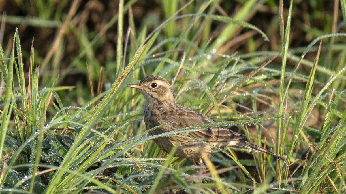 Bisbita Oriental - ML644520160