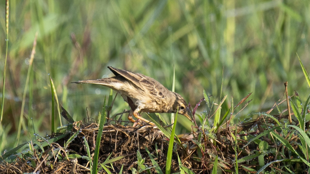 Bisbita Oriental - ML644520161