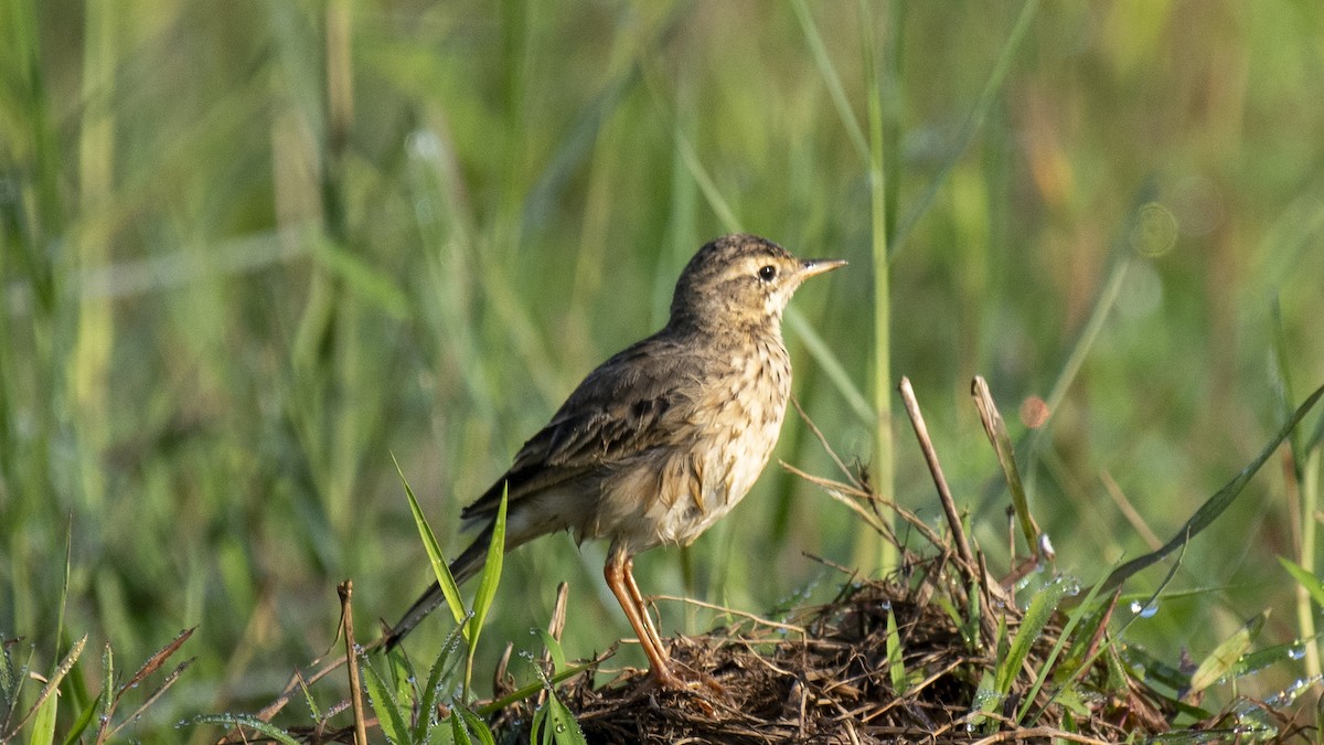 Bisbita Oriental - ML644520162