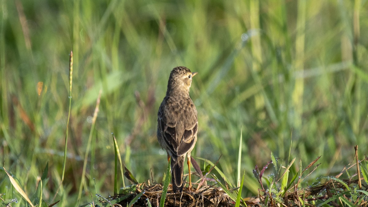 Bisbita Oriental - ML644520163