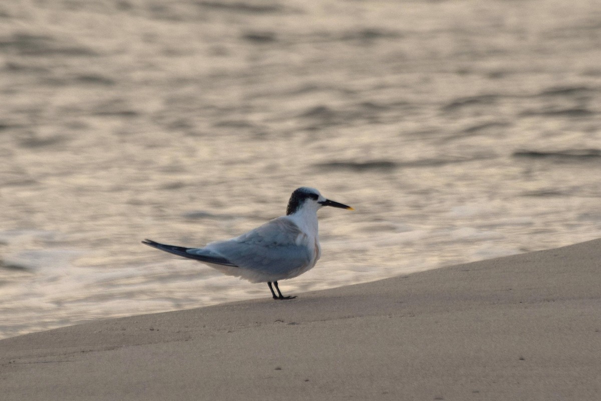 Sterne caugek - ML644520164