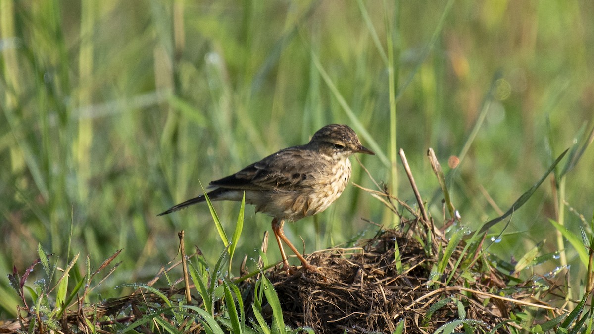 Bisbita Oriental - ML644520165