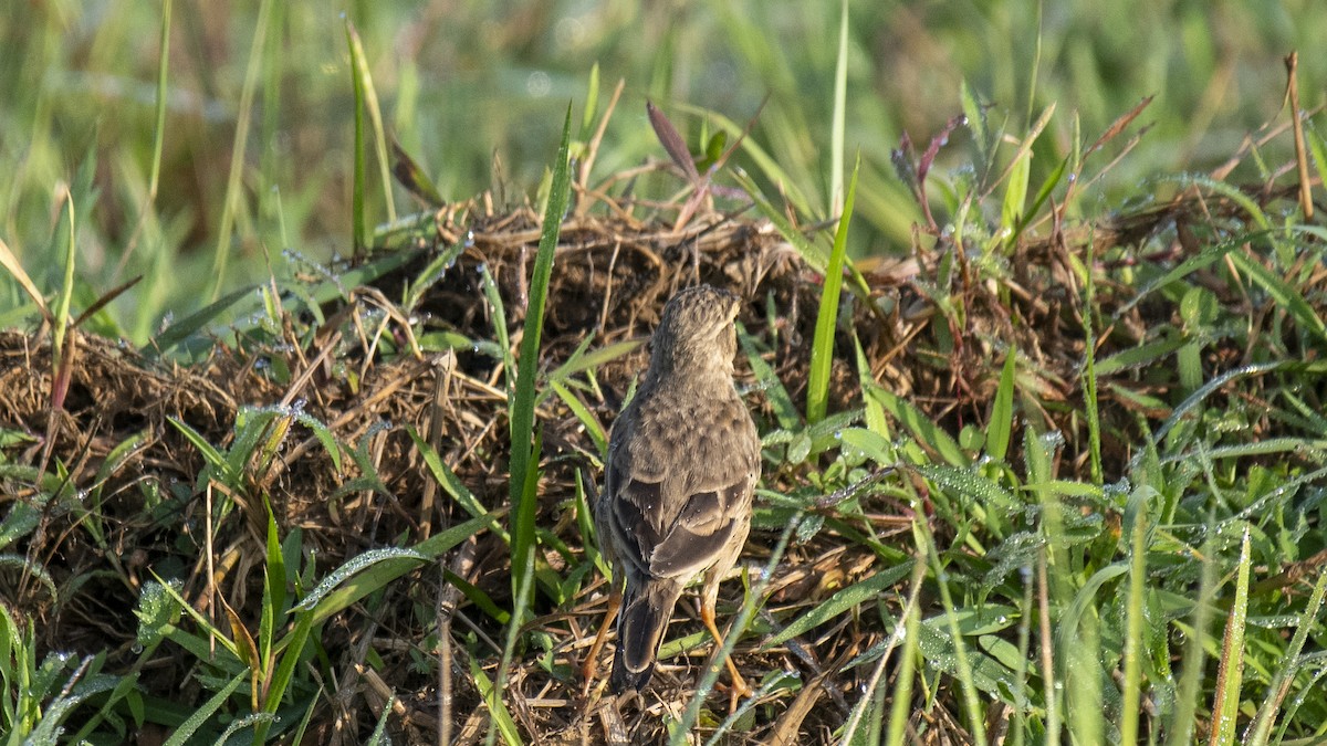 Bisbita Oriental - ML644520166