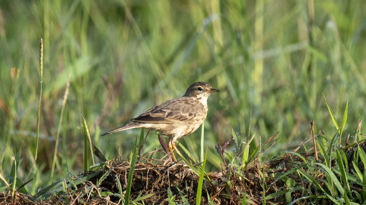 Bisbita Oriental - ML644520167