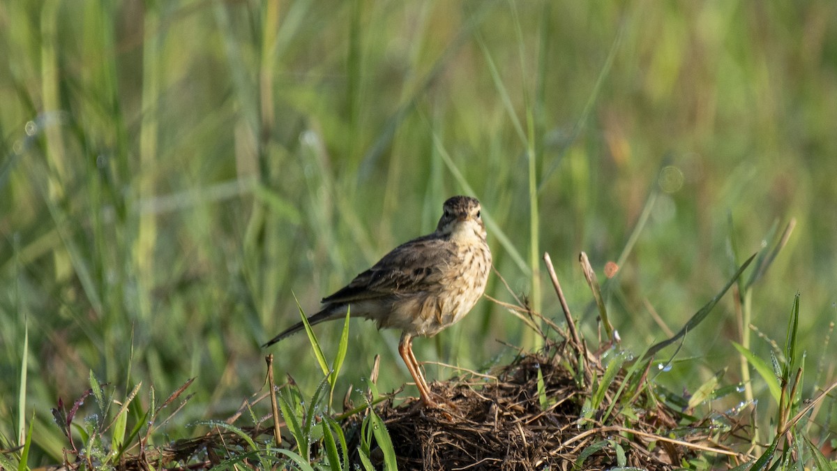 Bisbita Oriental - ML644520168