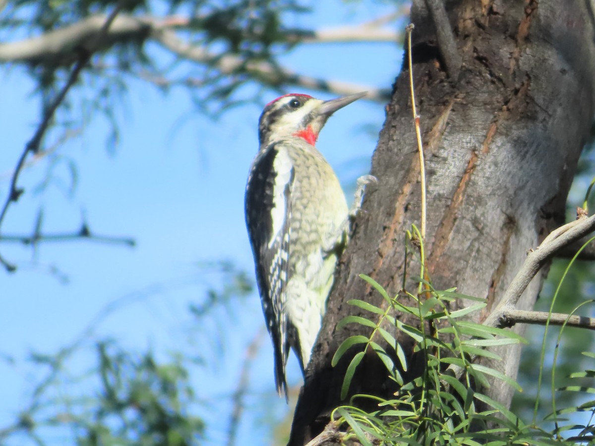 rødnakkesevjespett - ML644520170