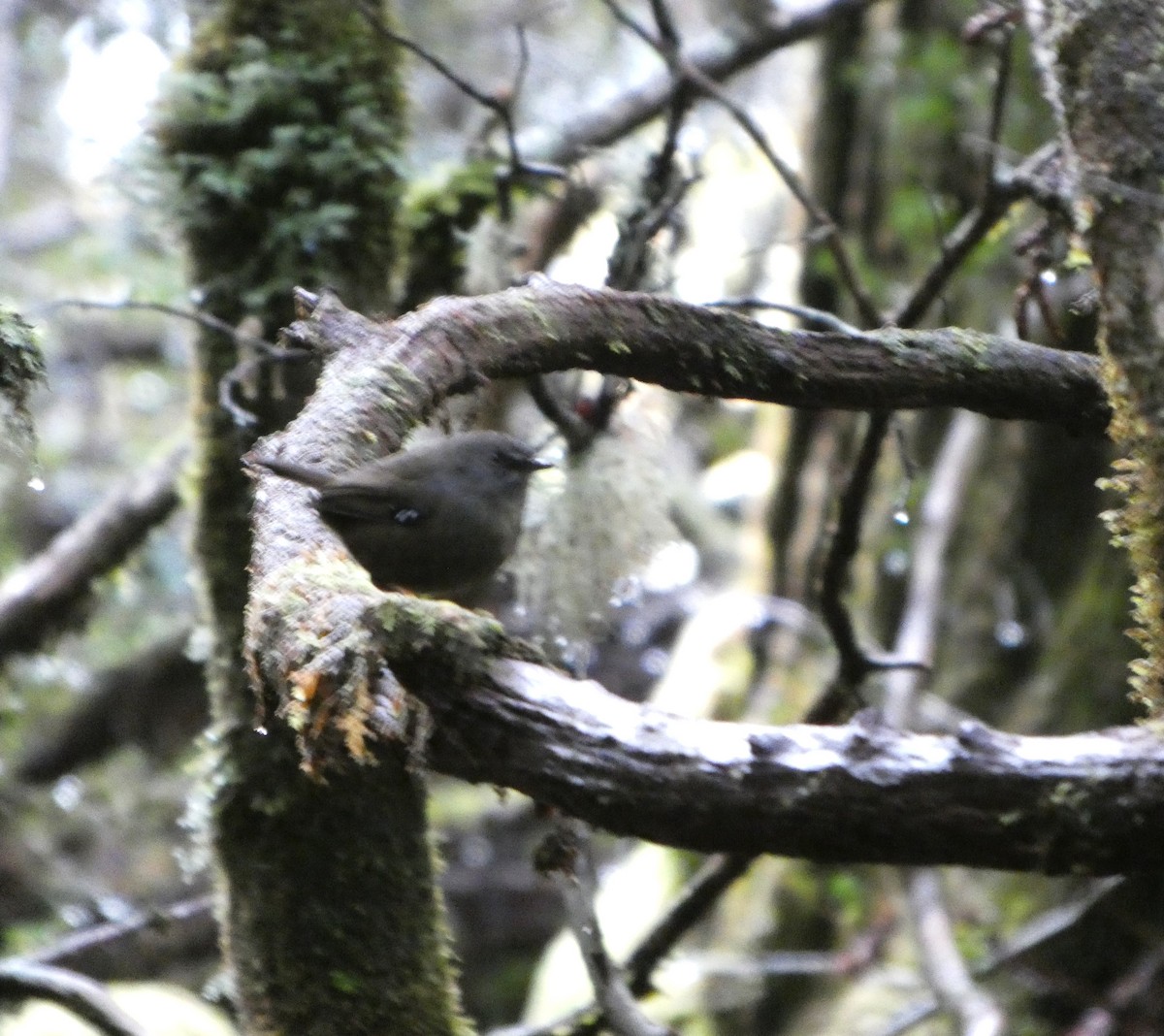 Тасманийская кустовка - ML644520171