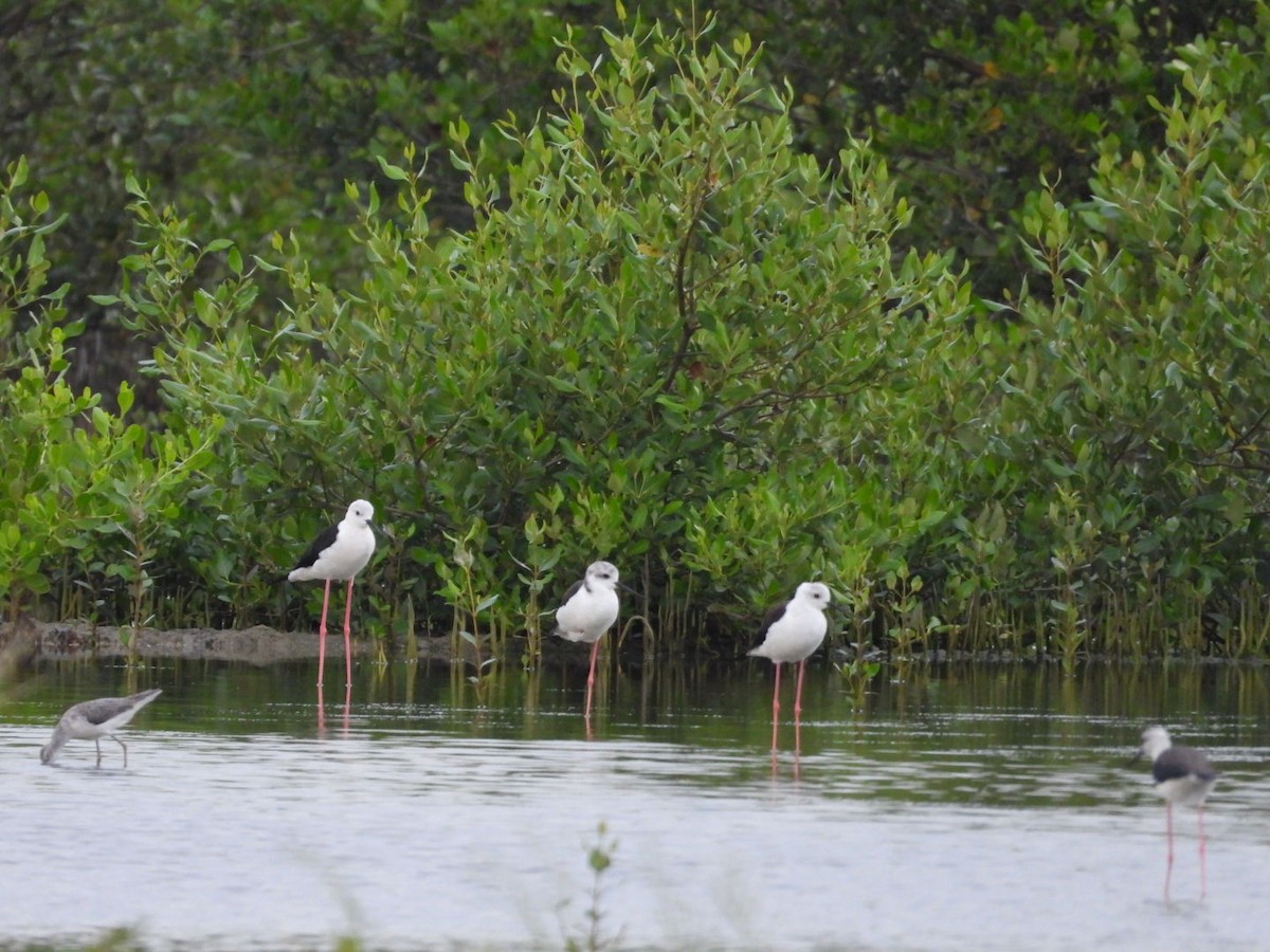 高蹺鴴 - ML644520174