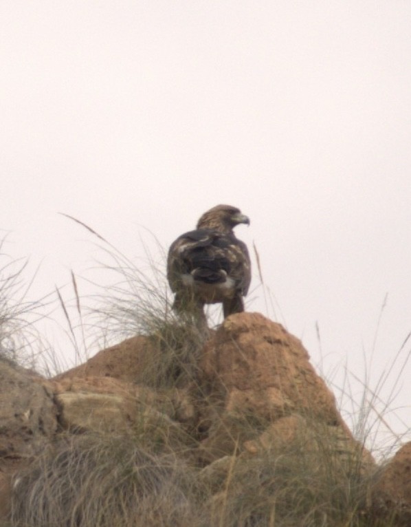 イヌワシ - ML644520181