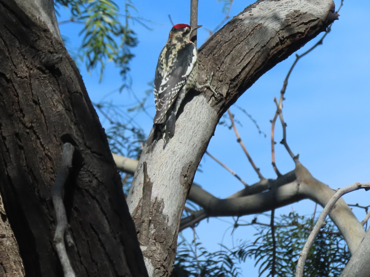 rødnakkesevjespett - ML644520183