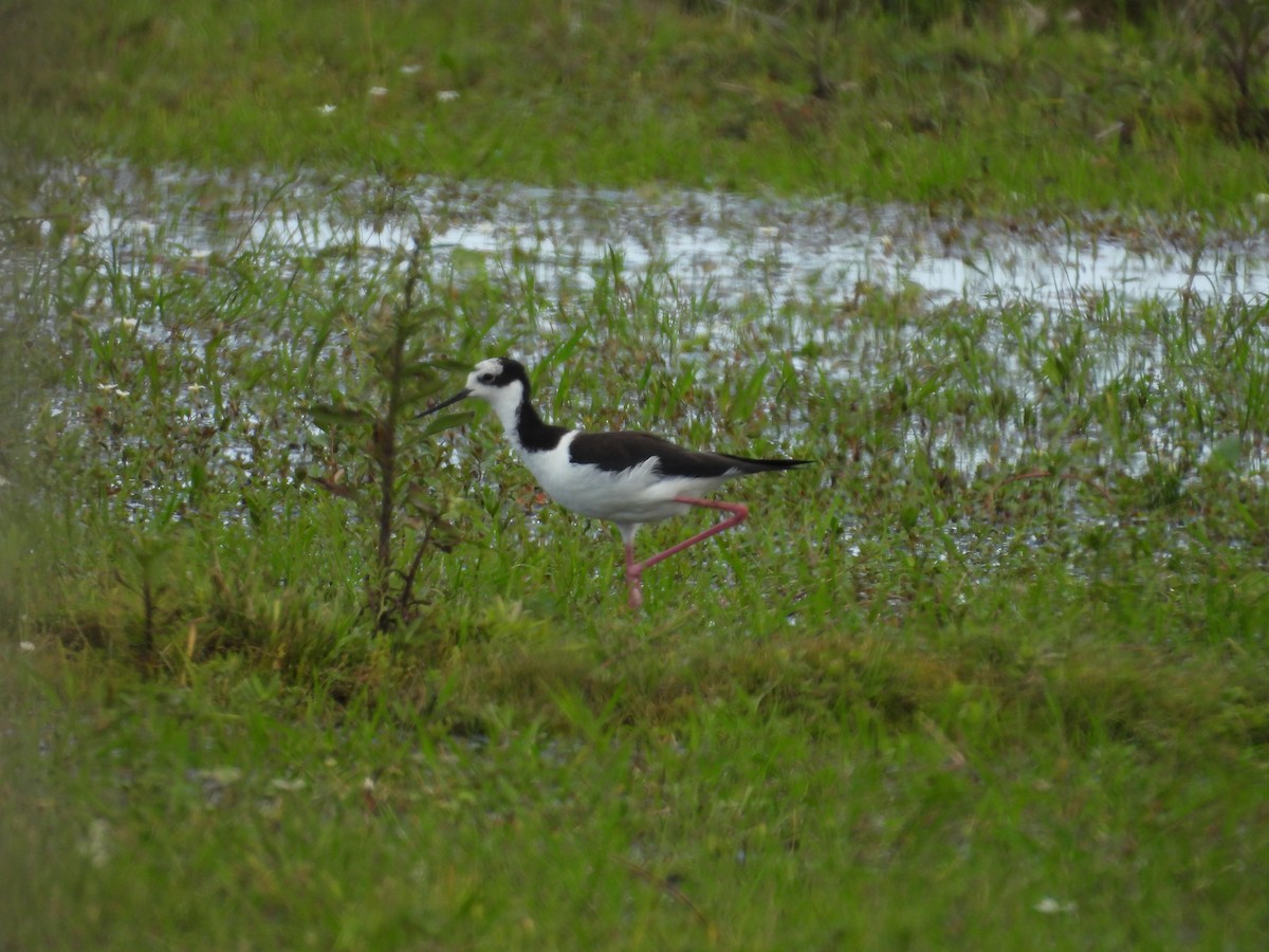 Black-necked Stilt - ML644520185