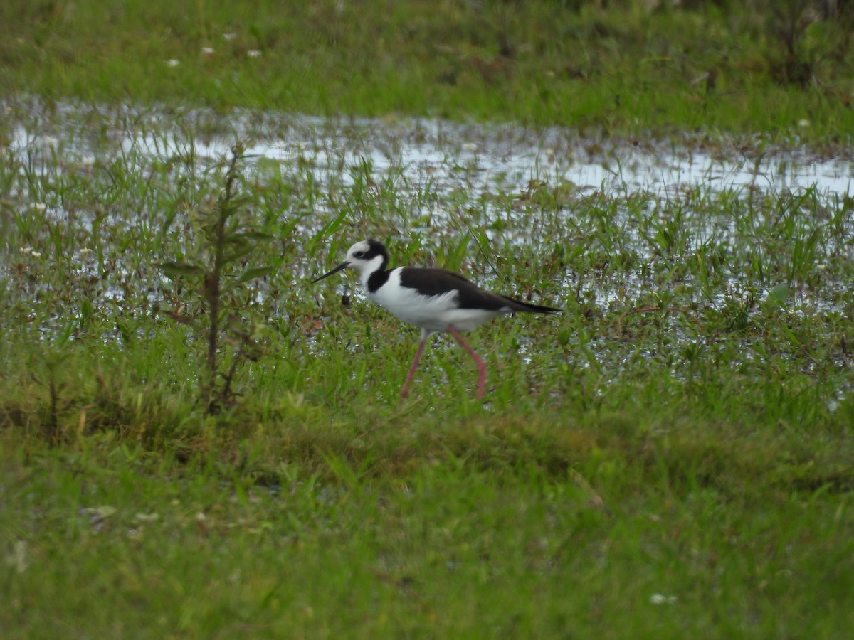 Black-necked Stilt - ML644520186