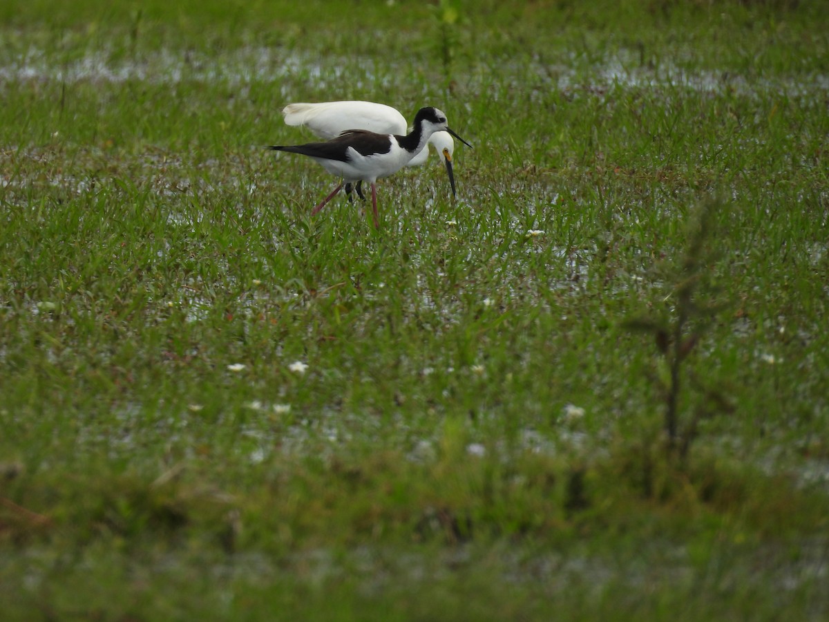 Black-necked Stilt - ML644520187