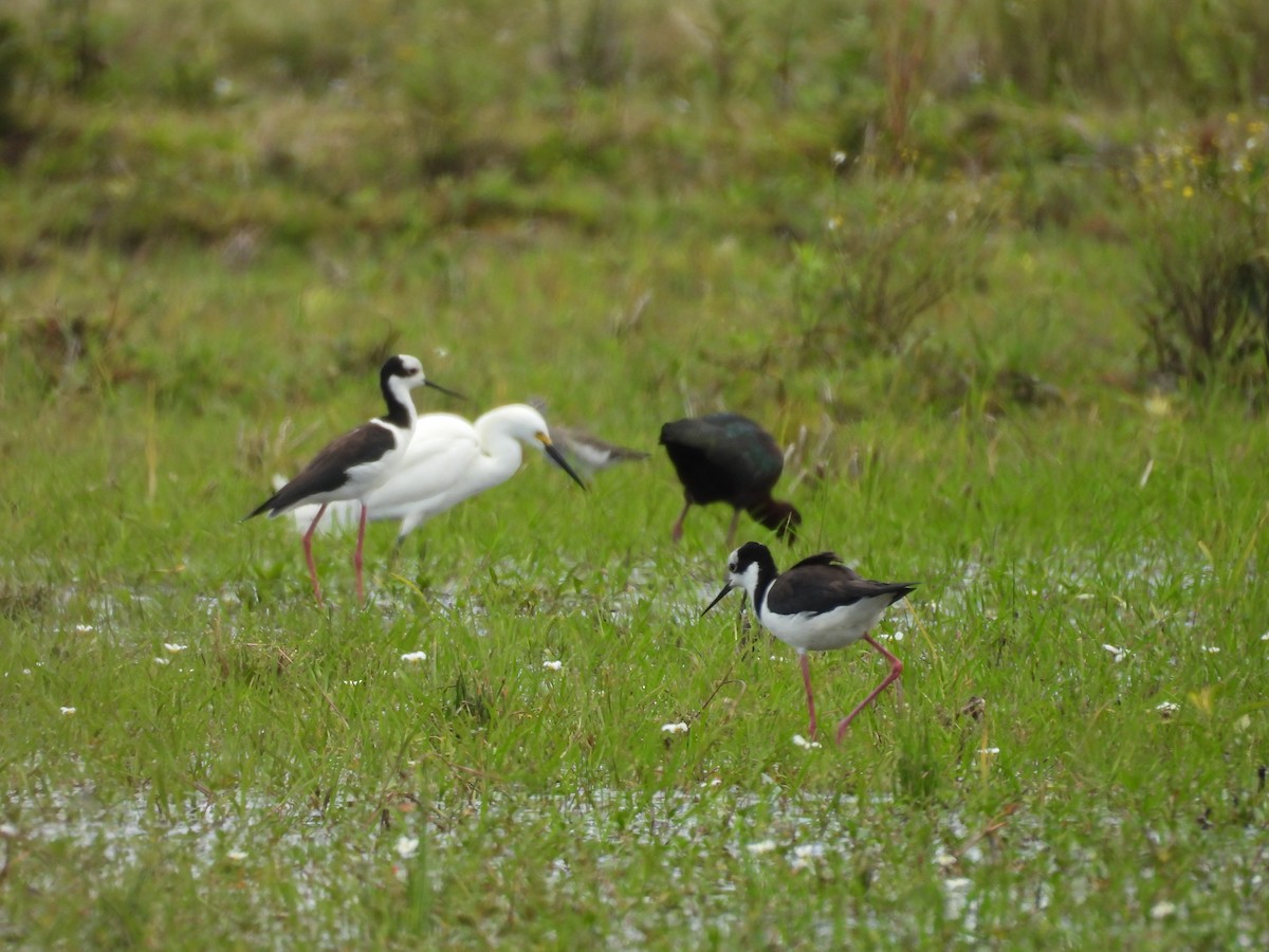 Black-necked Stilt - ML644520188