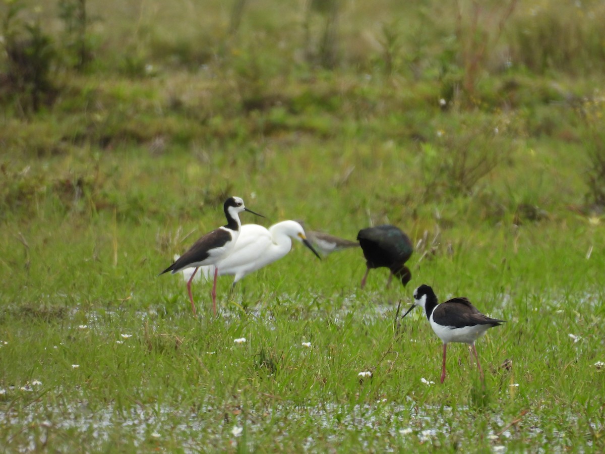 Black-necked Stilt - ML644520189
